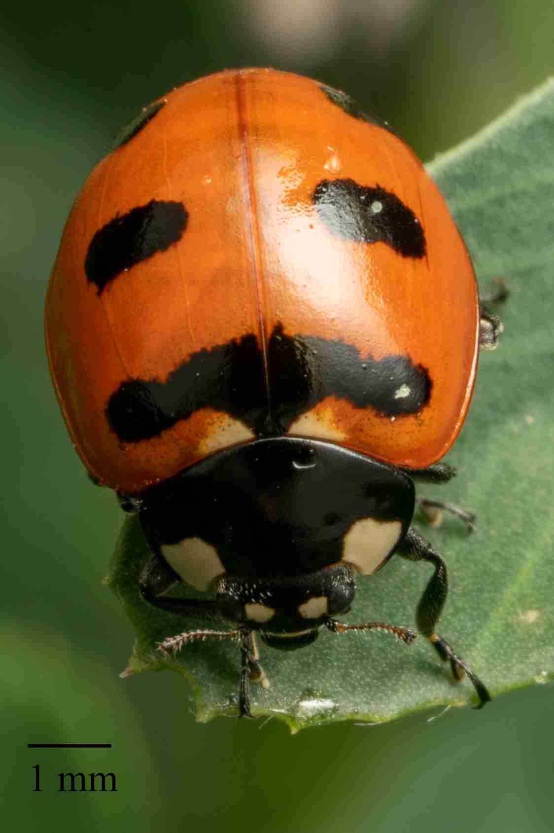 Ladybirdbase